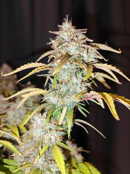 Apple Fritter Auto by RQS - Comm. grow!. Week 9 - Day 68