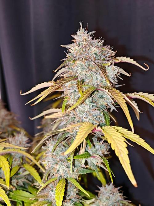 Apple Fritter Auto by RQS - Comm. grow!. Week 9 - Day 68