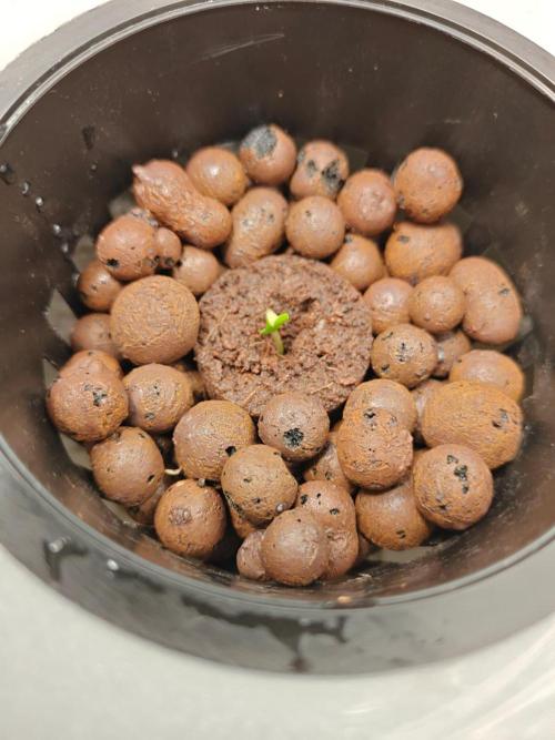 Stress Killer CBD Auto Royal Queen Seeds. Week 0 - Day 3