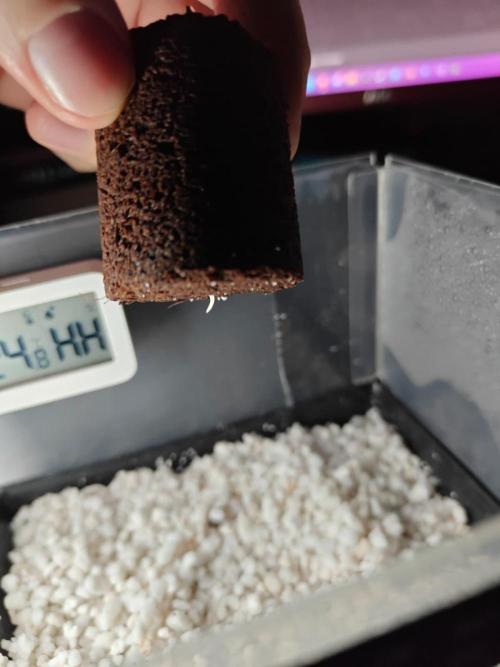 Stress Killer CBD Auto Royal Queen Seeds. Week 0 - Day 3