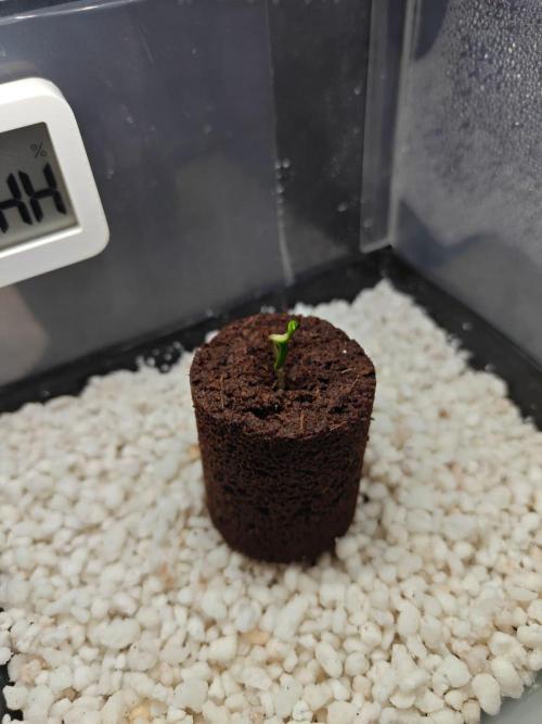 Stress Killer CBD Auto Royal Queen Seeds. Week 0 - Day 3