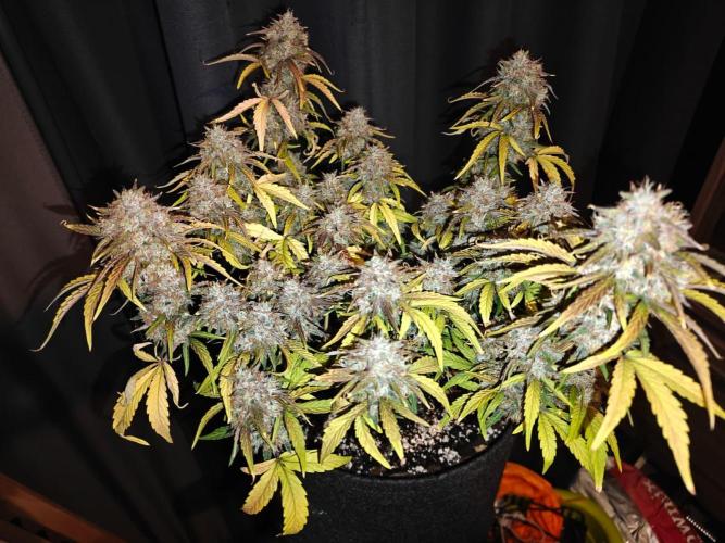 Apple Fritter Auto by RQS - Comm. grow!. Week 9 - Day 69