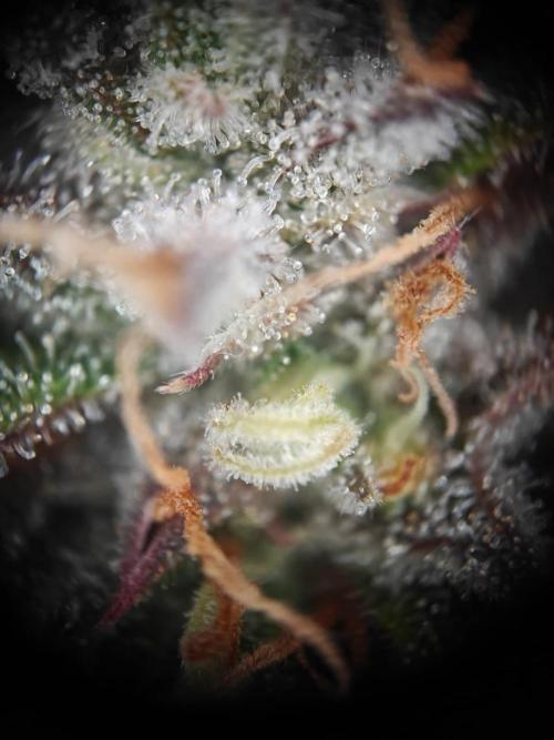Apple Fritter Auto by RQS - Comm. grow!. Week 9 - Day 69
