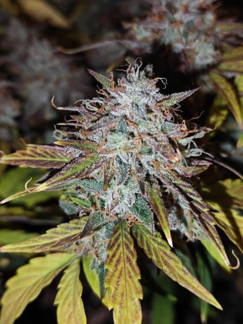 Apple Fritter Auto by RQS - Comm. grow!. Week 9 - Day 69