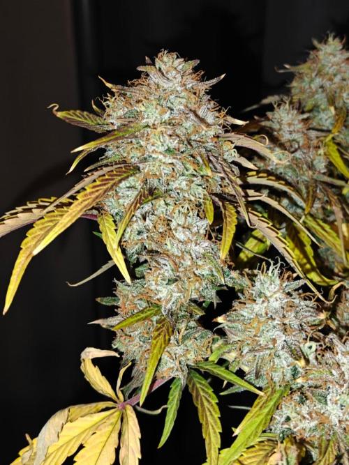 Apple Fritter Auto by RQS - Comm. grow!. Week 9 - Day 69