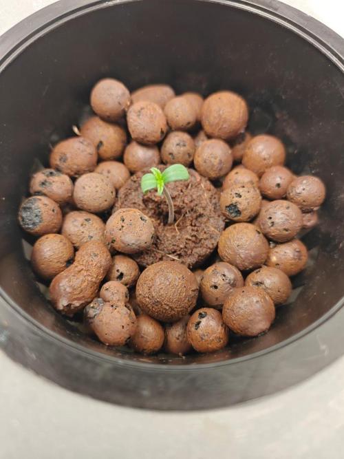 Stress Killer CBD Auto Royal Queen Seeds. Week 1 - Day 1