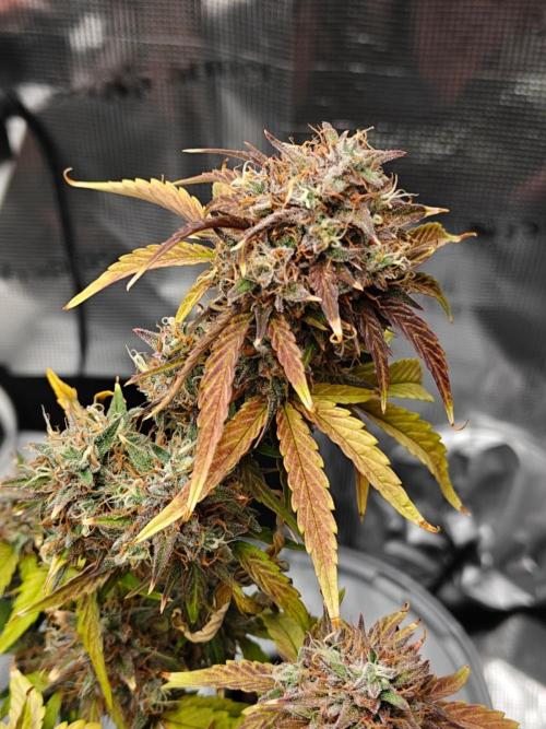 Apple Fritter Auto by RQS - Comm. grow!. Week 9 - Day 70