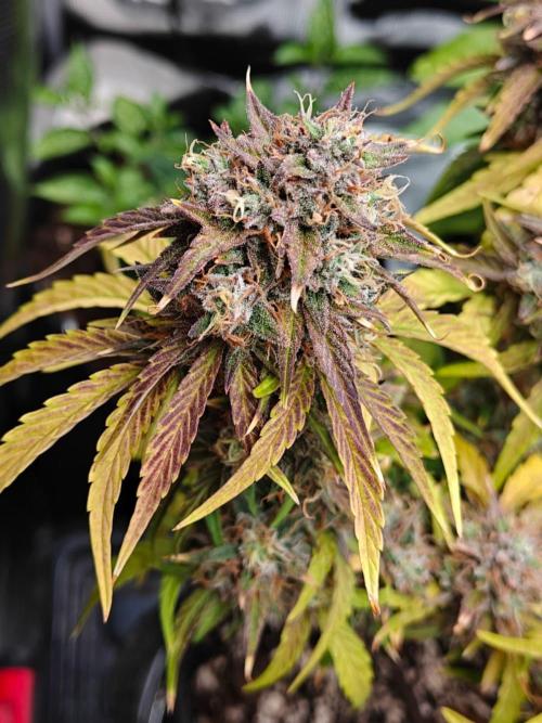 Apple Fritter Auto by RQS - Comm. grow!. Week 9 - Day 70