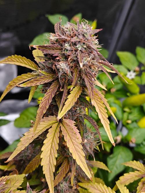 Apple Fritter Auto by RQS - Comm. grow!. Week 9 - Day 70