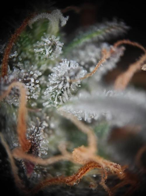 Apple Fritter Auto by RQS - Comm. grow!. Week 9 - Day 70