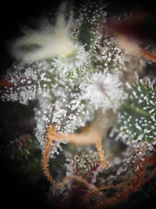 Apple Fritter Auto by RQS - Comm. grow!. Week 9 - Day 70