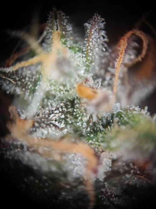 Apple Fritter Auto by RQS - Comm. grow!. Week 9 - Day 70