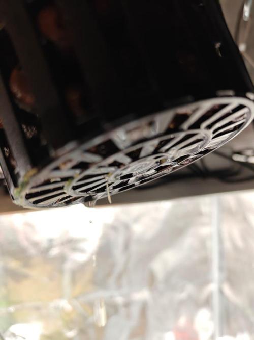 Stress Killer CBD Auto Royal Queen Seeds. Week 1 - Day 2