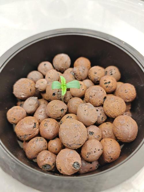 Stress Killer CBD Auto Royal Queen Seeds. Week 1 - Day 2