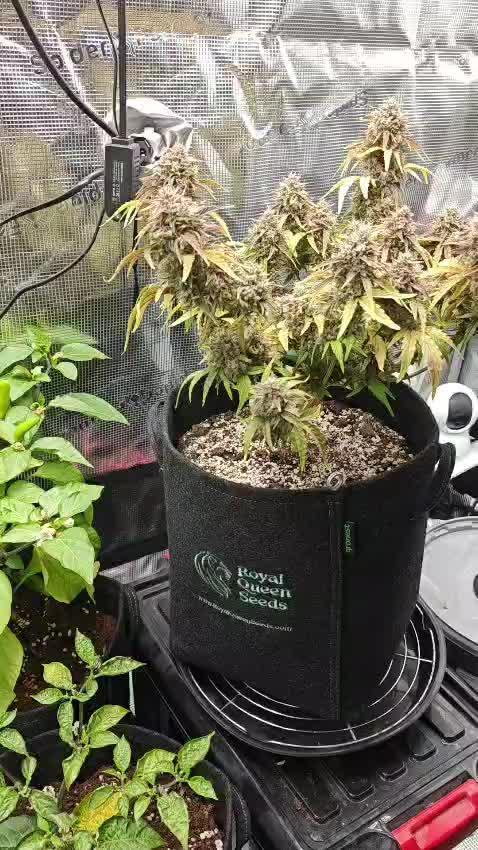 Apple Fritter Auto by RQS - Comm. grow!