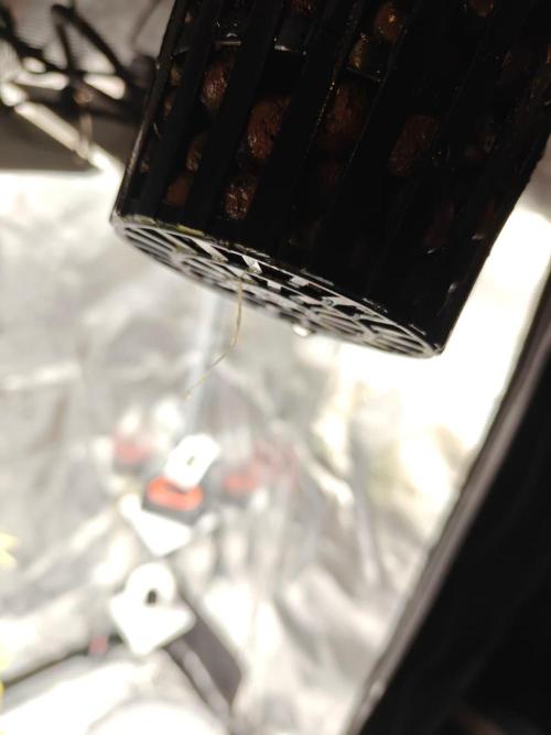 Stress Killer CBD Auto Royal Queen Seeds. Week 1 - Day 3