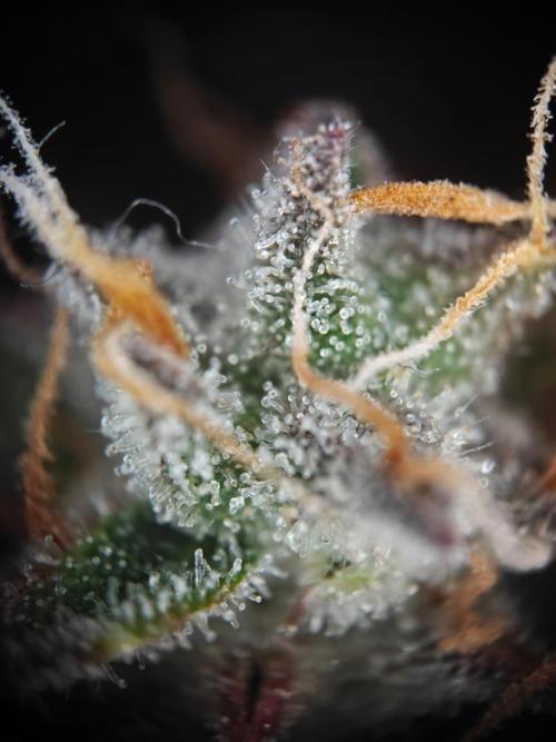 Apple Fritter Auto by RQS - Comm. grow!. Week 10 - Day 72