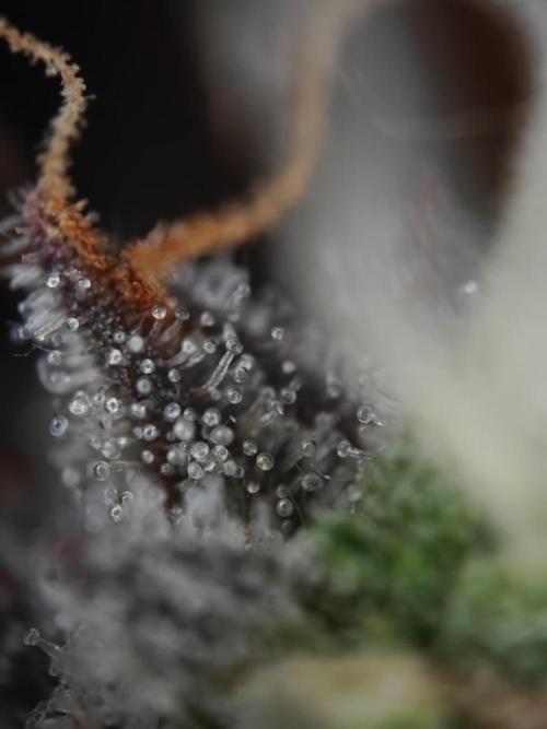 Apple Fritter Auto by RQS - Comm. grow!. Week 10 - Day 72