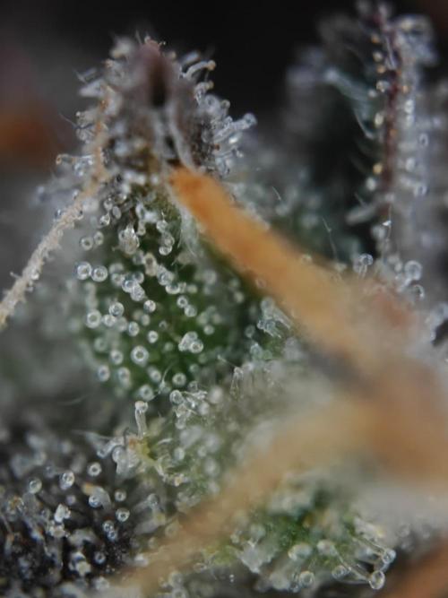 Apple Fritter Auto by RQS - Comm. grow!. Week 10 - Day 72