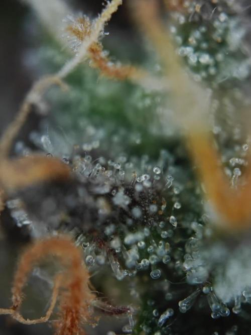 Apple Fritter Auto by RQS - Comm. grow!. Week 10 - Day 72