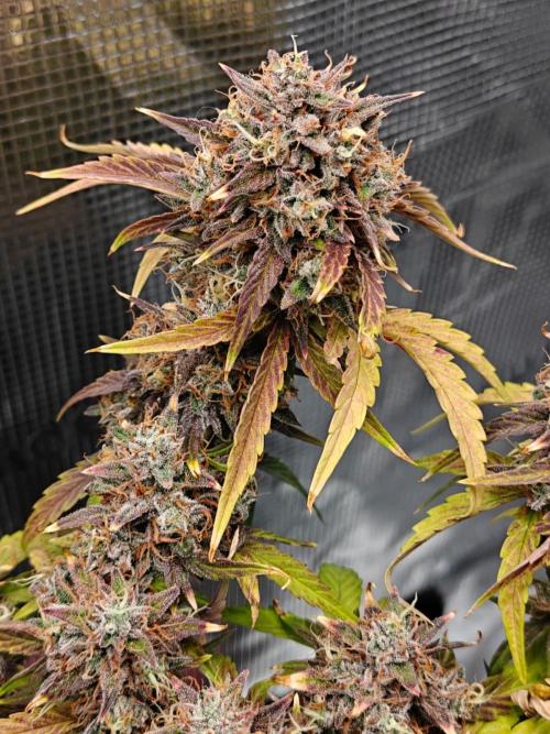 Apple Fritter Auto by RQS - Comm. grow!. Week 10 - Day 72