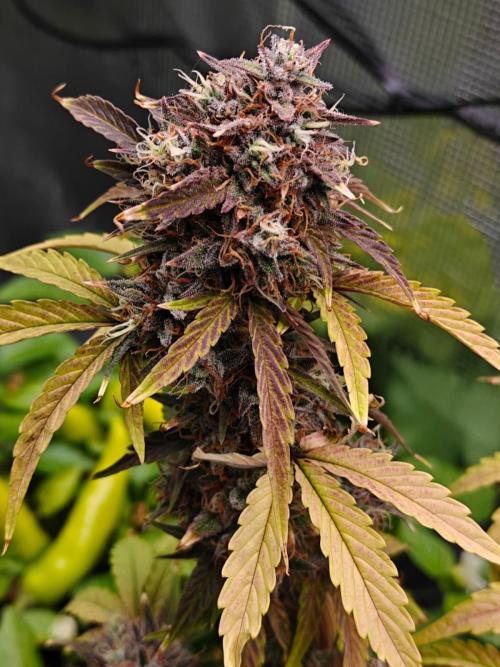 Apple Fritter Auto by RQS - Comm. grow!. Week 10 - Day 72