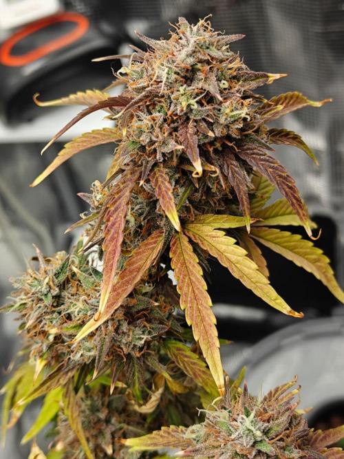 Apple Fritter Auto by RQS - Comm. grow!. Week 10 - Day 72