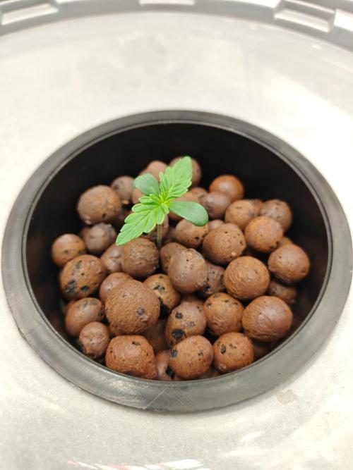 Stress Killer CBD Auto Royal Queen Seeds. Week 1 - Day 4