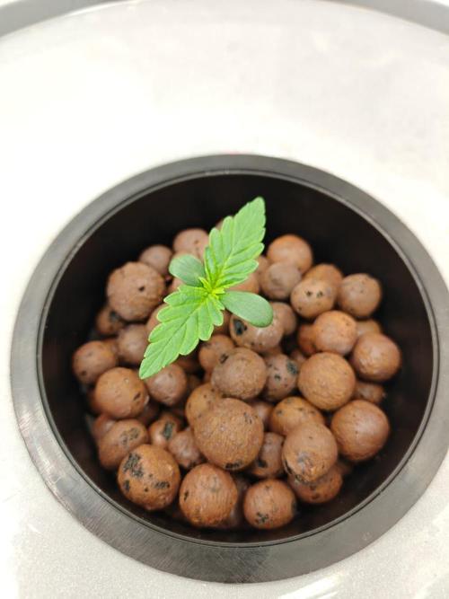 Stress Killer CBD Auto Royal Queen Seeds. Week 1 - Day 5