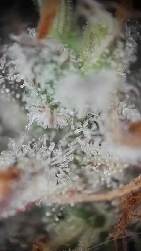 Apple Fritter Auto by RQS - Comm. grow!