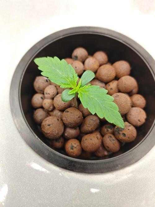 Stress Killer CBD Auto Royal Queen Seeds. Week 1 - Day 6