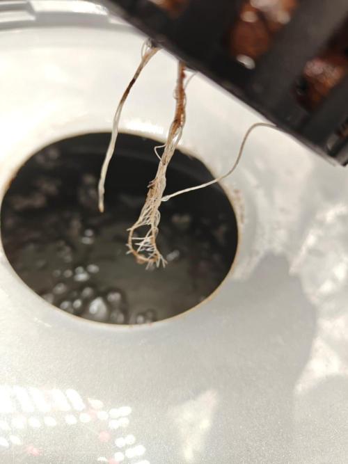 Stress Killer CBD Auto Royal Queen Seeds. Week 1 - Day 7