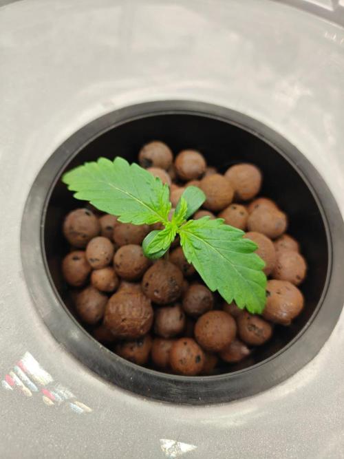 Stress Killer CBD Auto Royal Queen Seeds. Week 1 - Day 7