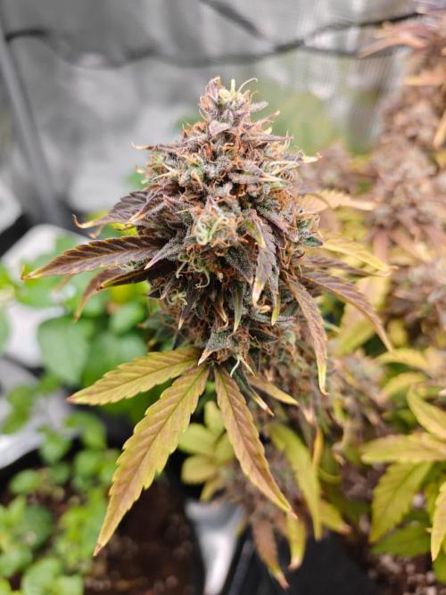 Apple Fritter Auto by RQS - Comm. grow!. Week 10 - Day 75