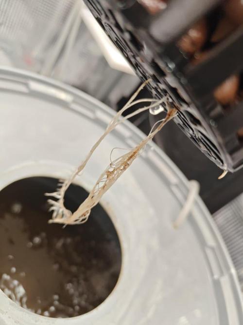 Stress Killer CBD Auto Royal Queen Seeds. Week 2 - Day 8