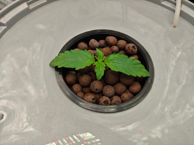 Stress Killer CBD Auto Royal Queen Seeds. Week 2 - Day 8