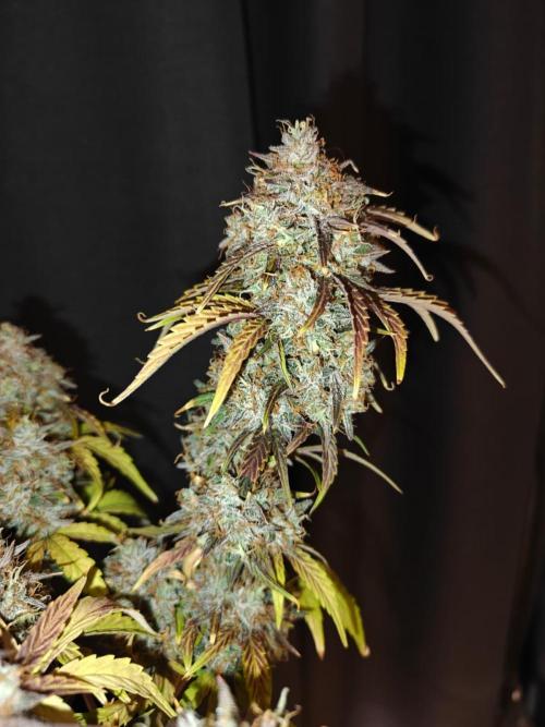 Apple Fritter Auto by RQS - Comm. grow!. Week 10 - Day 76