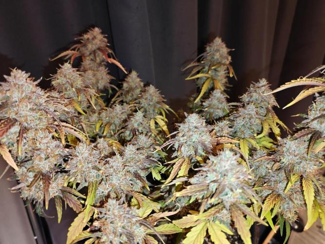 Apple Fritter Auto by RQS - Comm. grow!. Week 10 - Day 76