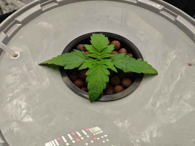 Stress Killer CBD Auto Royal Queen Seeds. Week 2 - Day 11