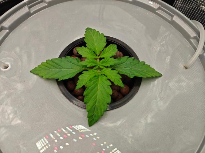 Stress Killer CBD Auto Royal Queen Seeds. Week 2 - Day 12