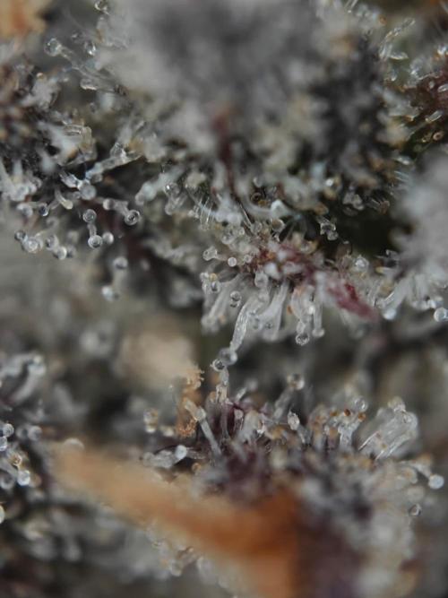 Apple Fritter Auto by RQS - Comm. grow!. Week 11 - Day 82