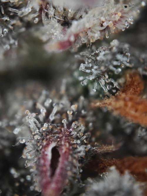 Apple Fritter Auto by RQS - Comm. grow!. Week 11 - Day 82