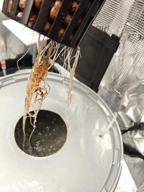 Stress Killer CBD Auto Royal Queen Seeds. Week 2 - Day 14