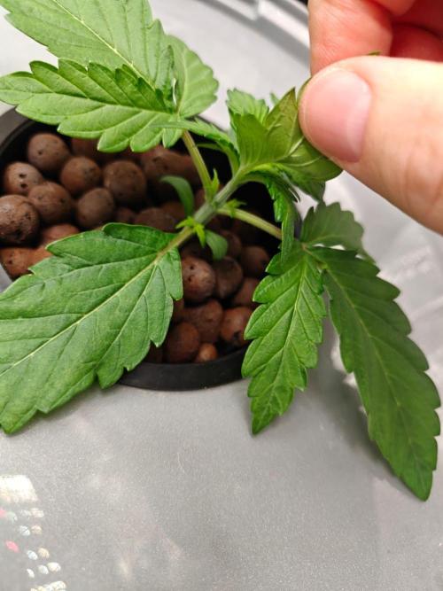 Stress Killer CBD Auto Royal Queen Seeds. Week 2 - Day 14