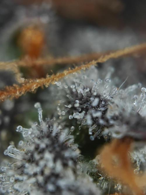 Apple Fritter Auto by RQS - Comm. grow!. Week 11 - Day 83