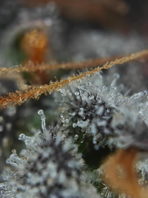 Apple Fritter Auto by RQS - Comm. grow!. Week 11 - Day 83