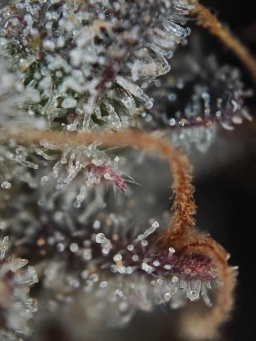 Apple Fritter Auto by RQS - Comm. grow!. Week 11 - Day 83