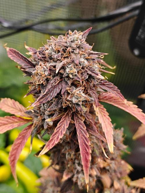 Apple Fritter Auto by RQS - Comm. grow!. Week 11 - Day 83