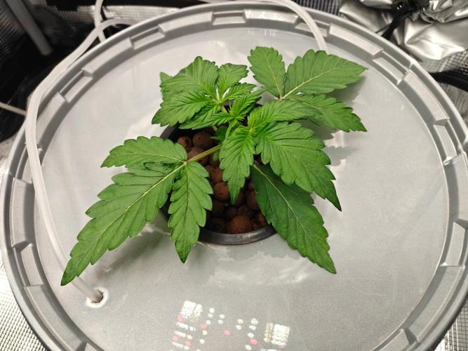 Stress Killer CBD Auto Royal Queen Seeds. Week 3 - Day 16