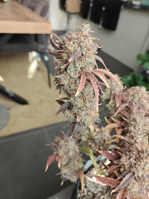 Apple Fritter Auto by RQS - Comm. grow!. Week 12
